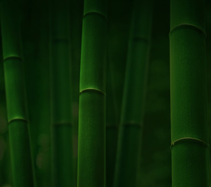 Bamboo
