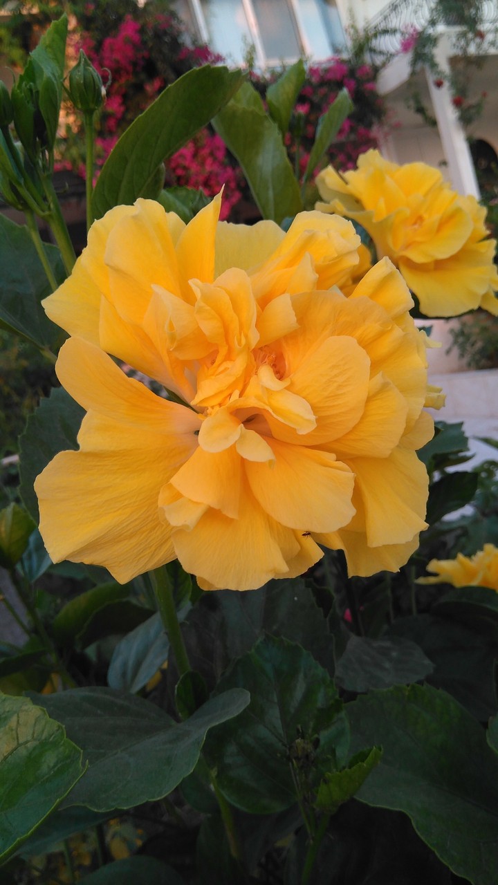 yellow.