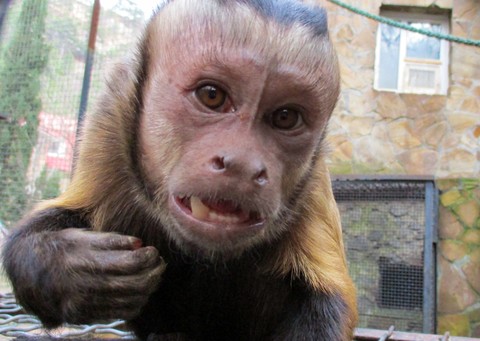 monkey