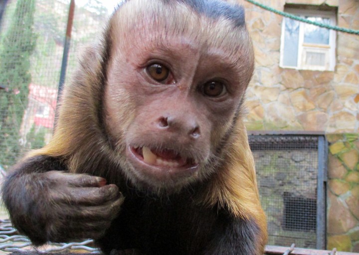 monkey
