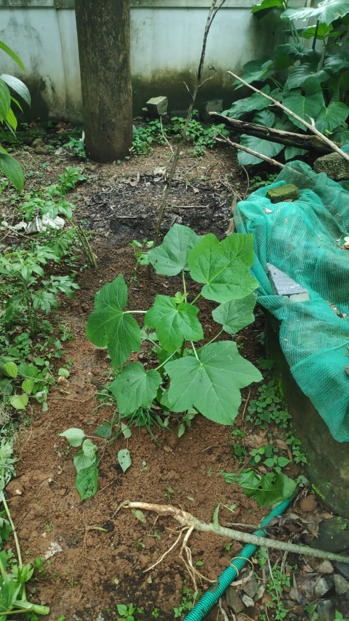garden greens