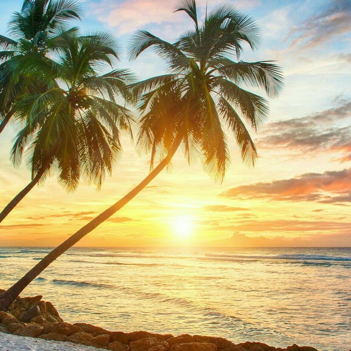 Palm tree♥