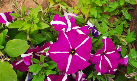 flowes