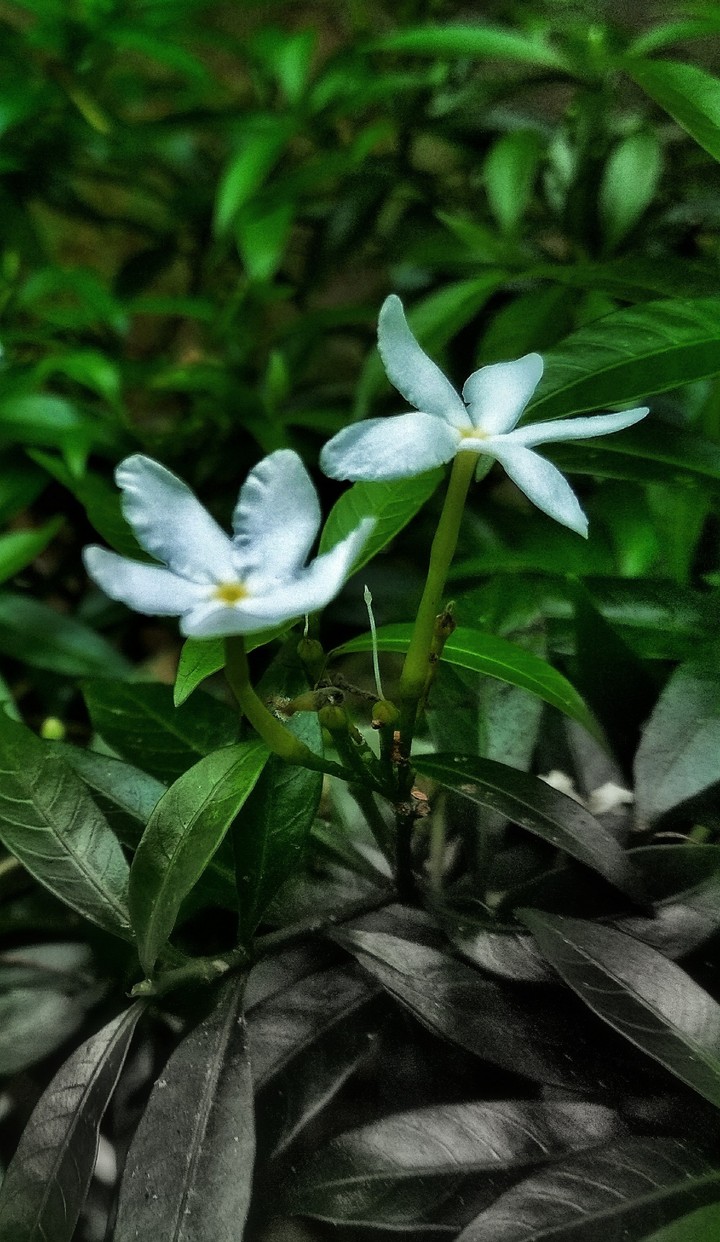 nature