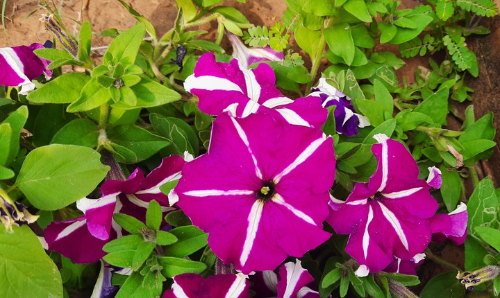 flowes