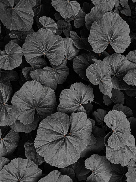 Black nature