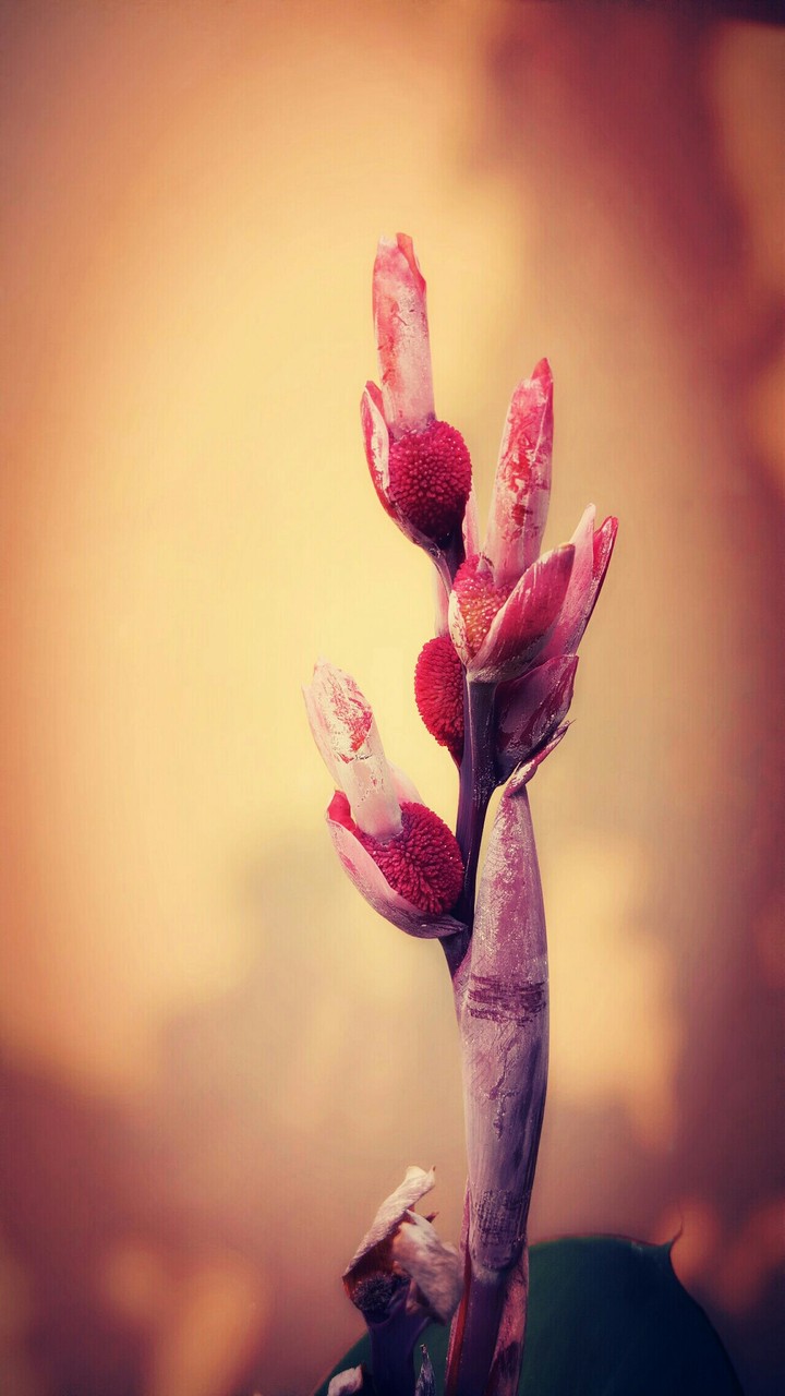 kondda vazha flower
