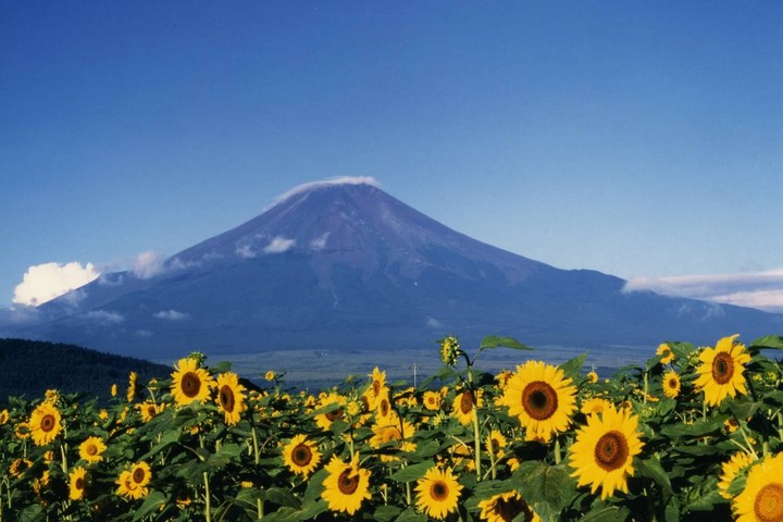 富士山とヒマワリ