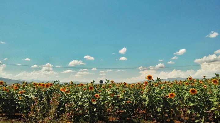 sunflower 