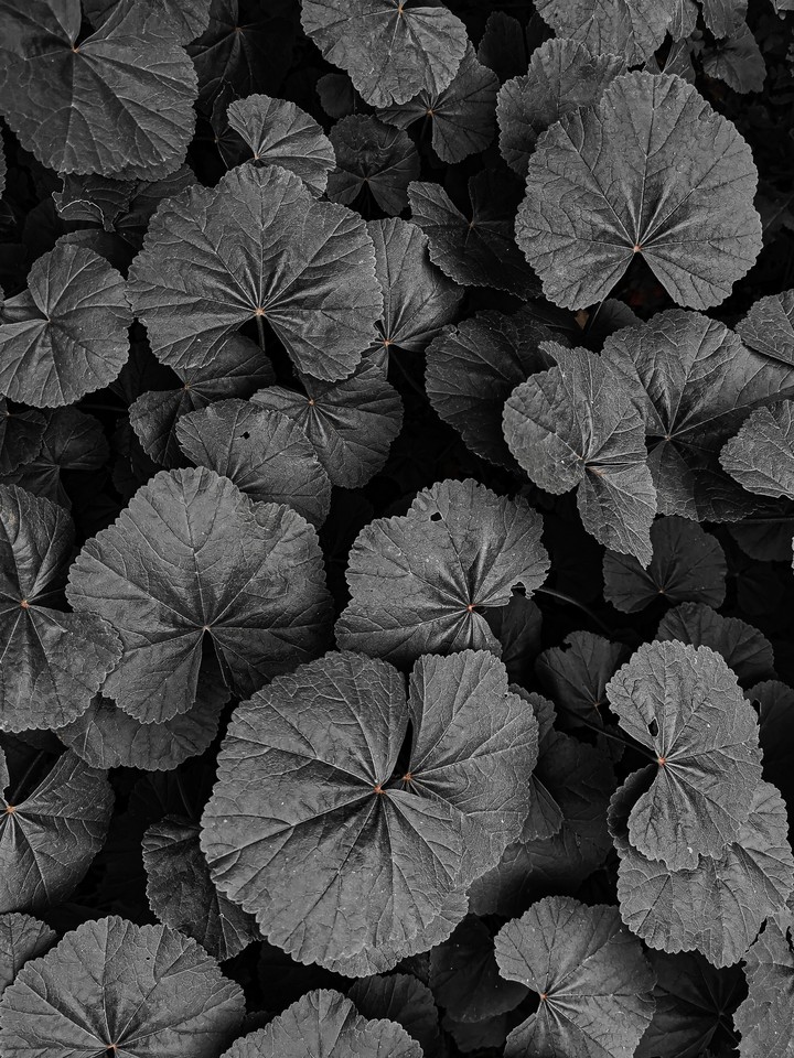 Black nature