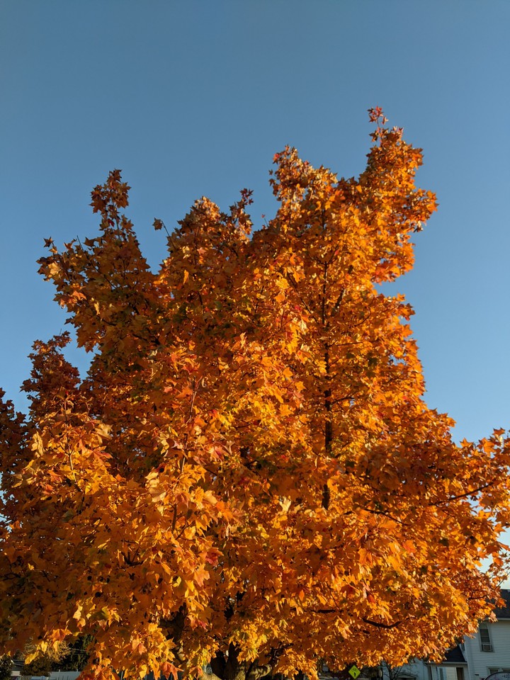 Tree of fire