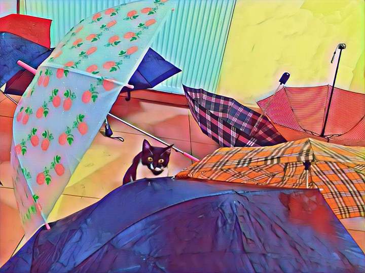 cat