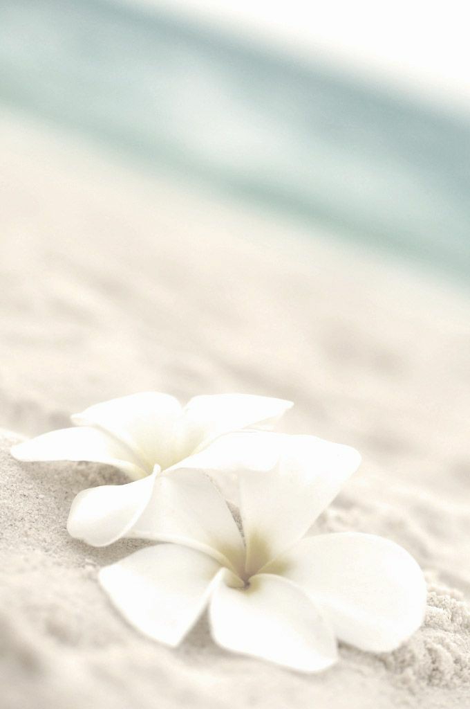sea ​​/ sand / flowers || море / песок / цветы