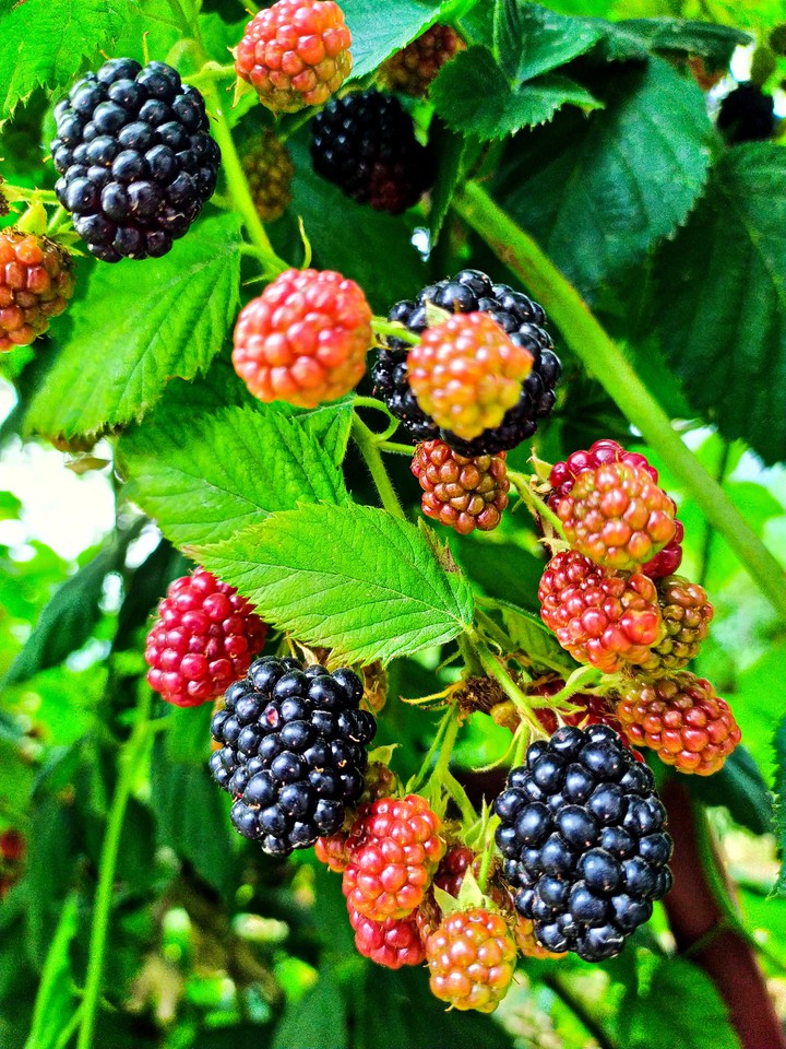 blackberry