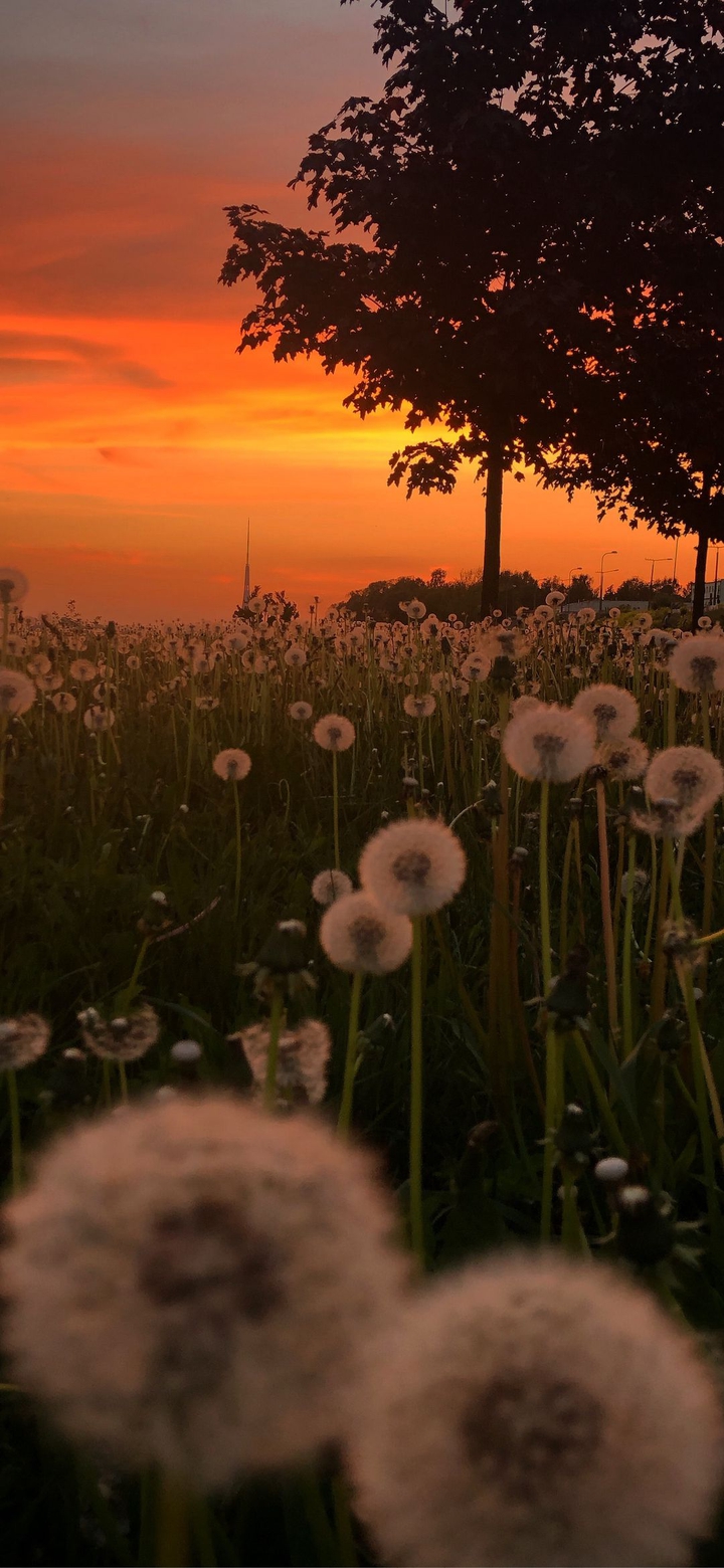 dandelion