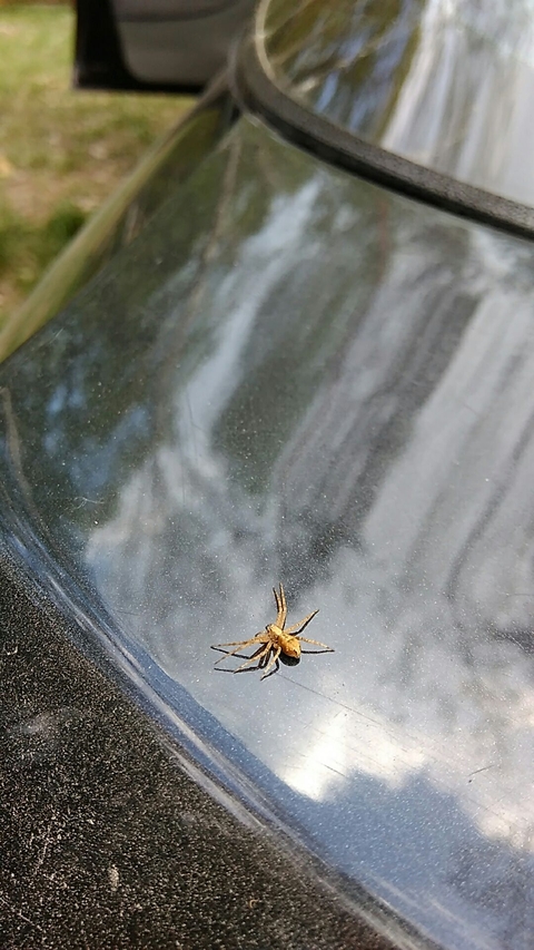spider