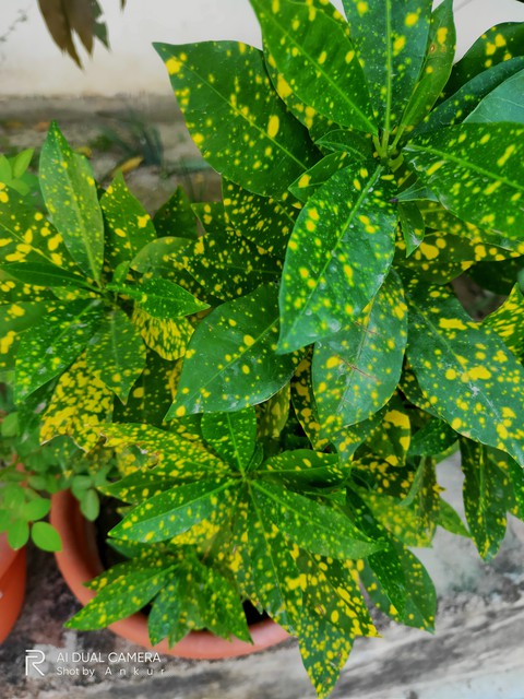 Green leaf