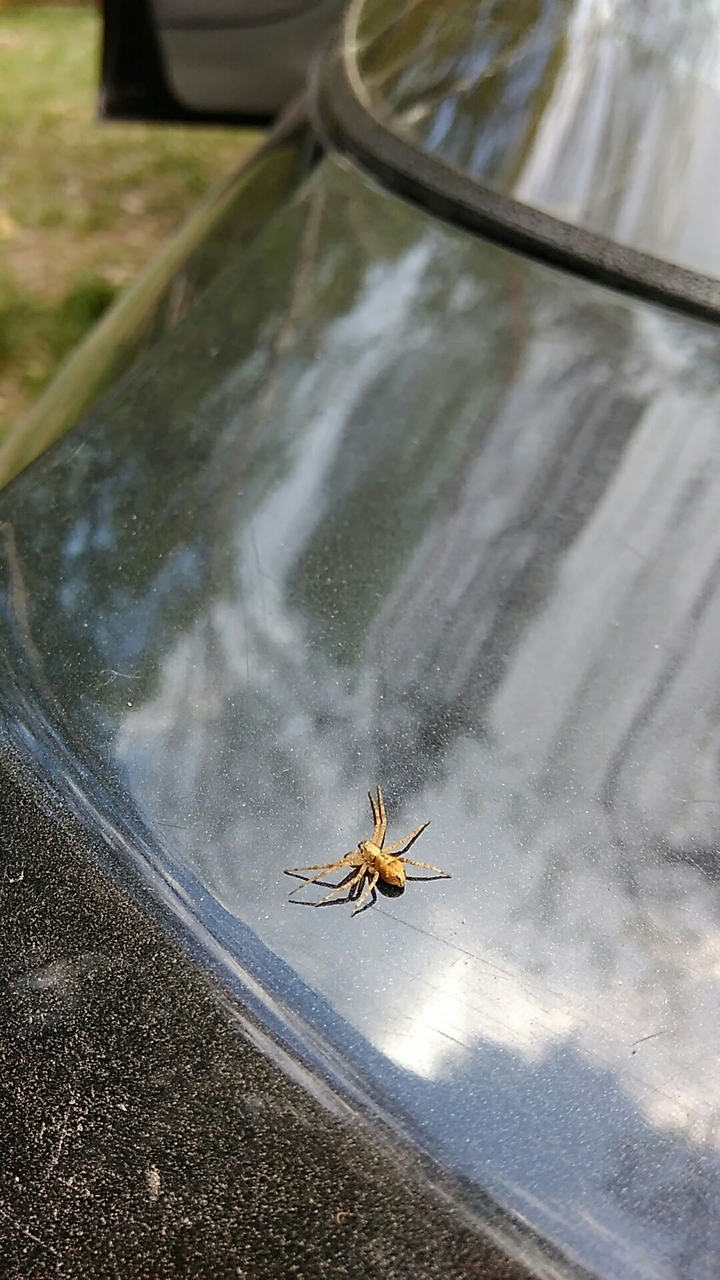 spider