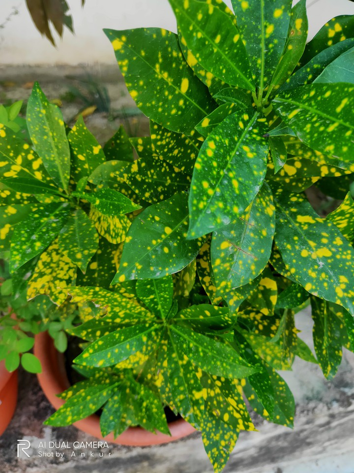 Green leaf