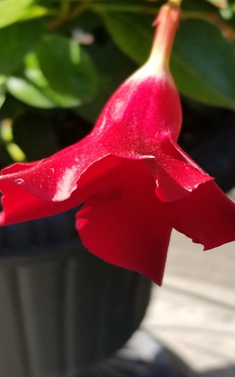 обои qantu, fuchsia