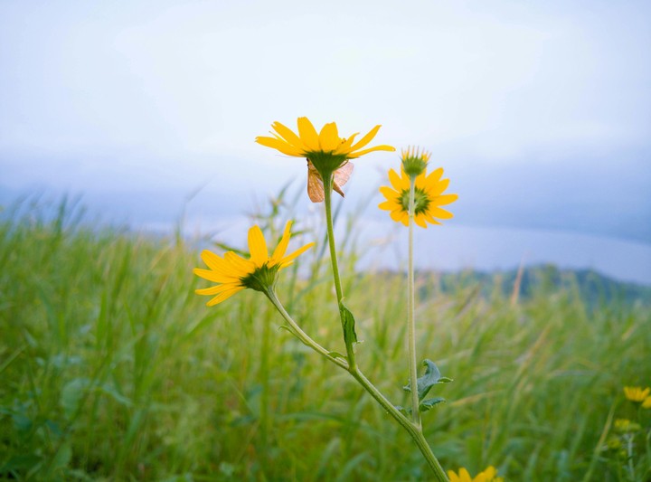 mini sunflower