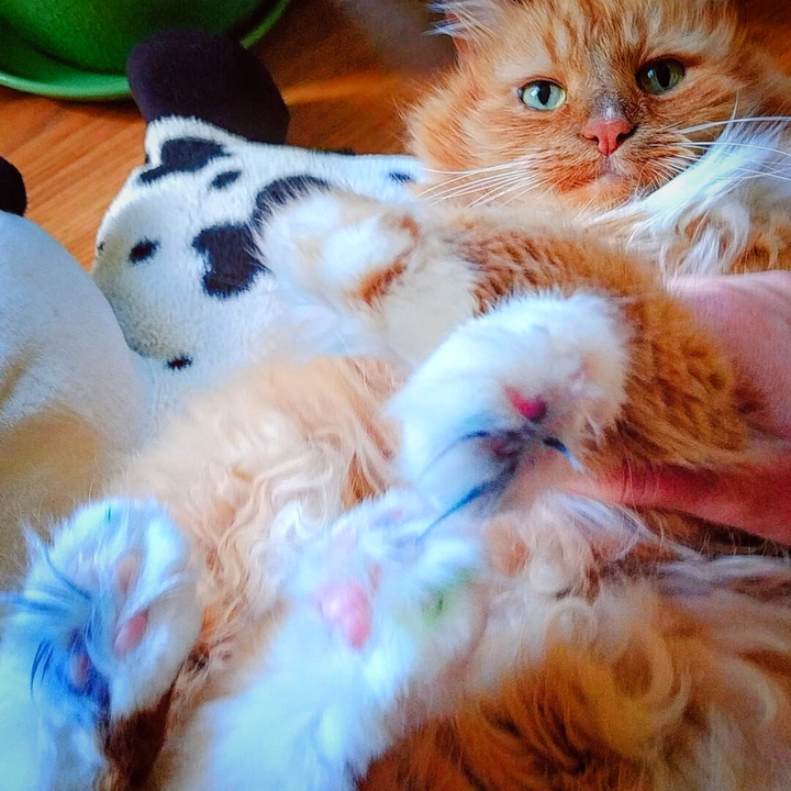 Cat belonging to the artist