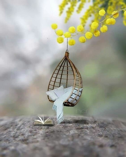 tree, photography वॉलपेपर