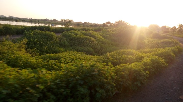Nature