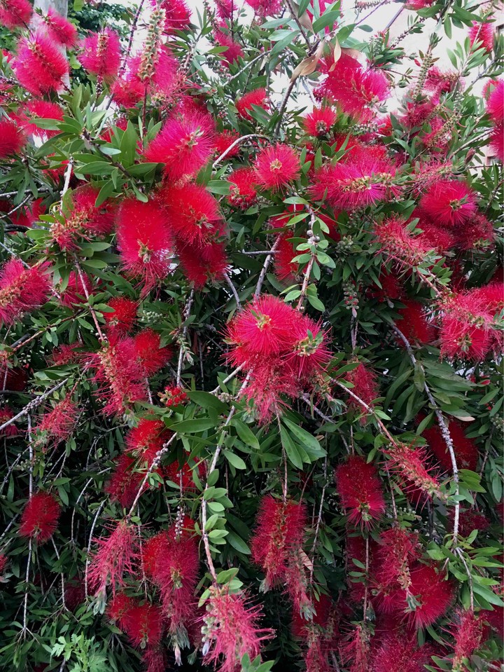 Fiore