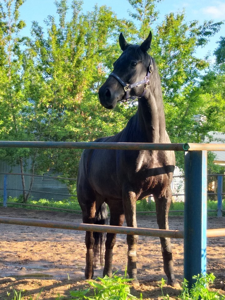 horse