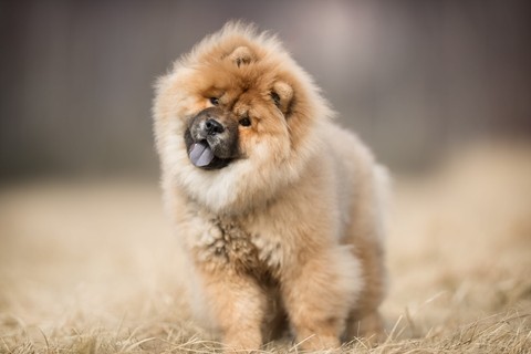 sfondi puppy, vertebrate