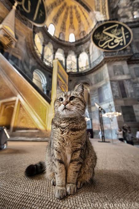 cat