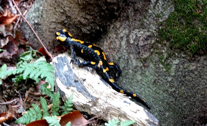 fire salamander