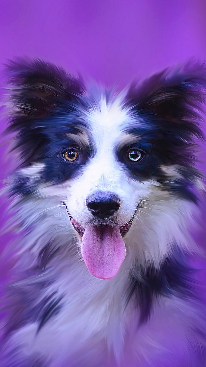 violeta