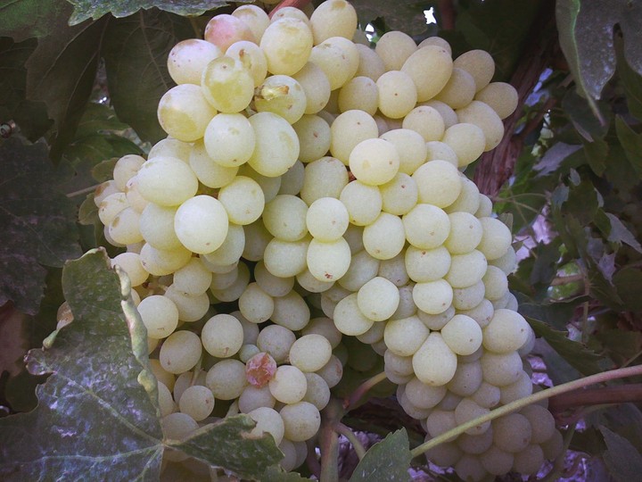Grape