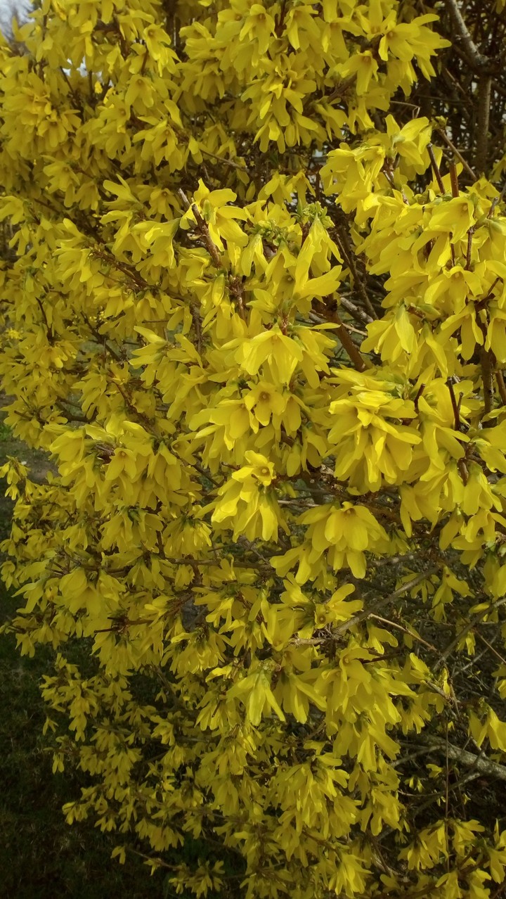 Flowers.