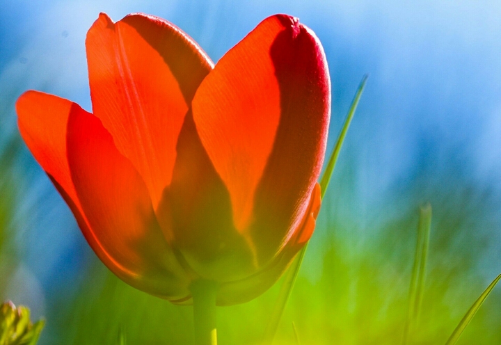 Tulpen