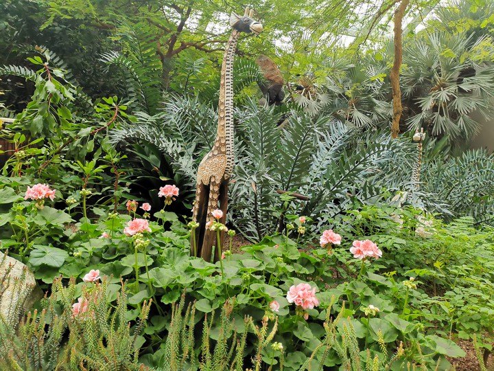 giraffe