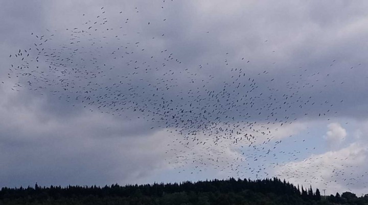 birds
