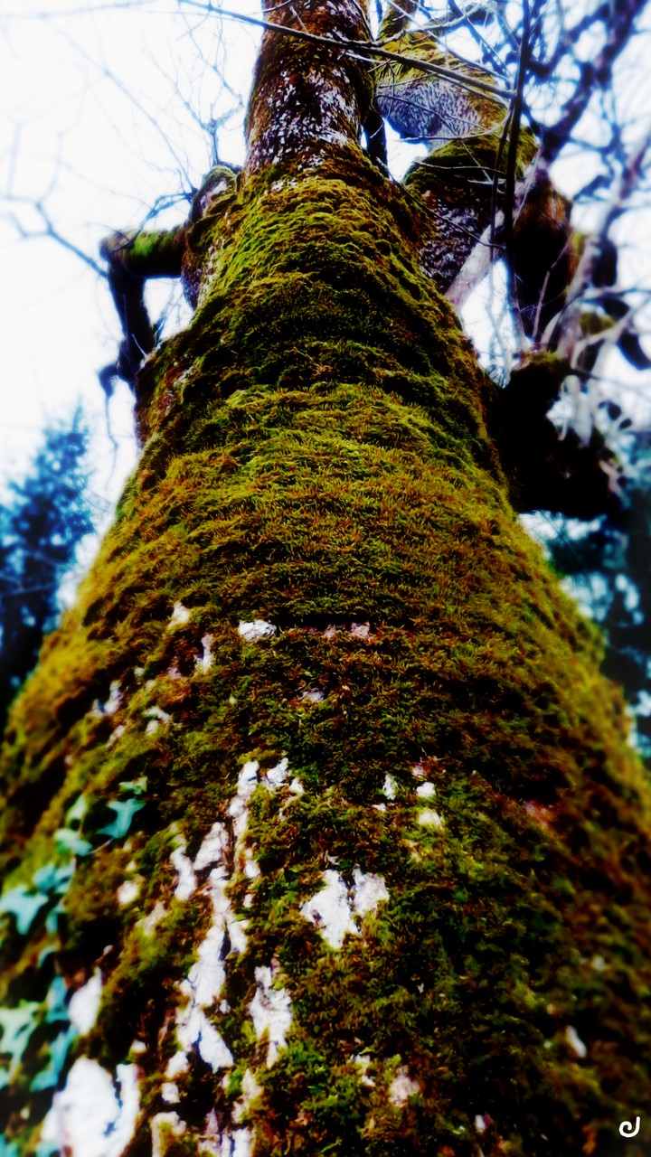 Tree or not tree