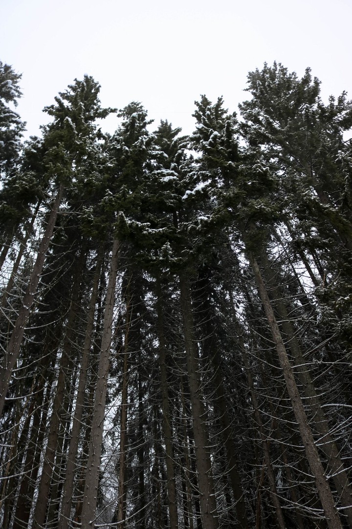Into the woods