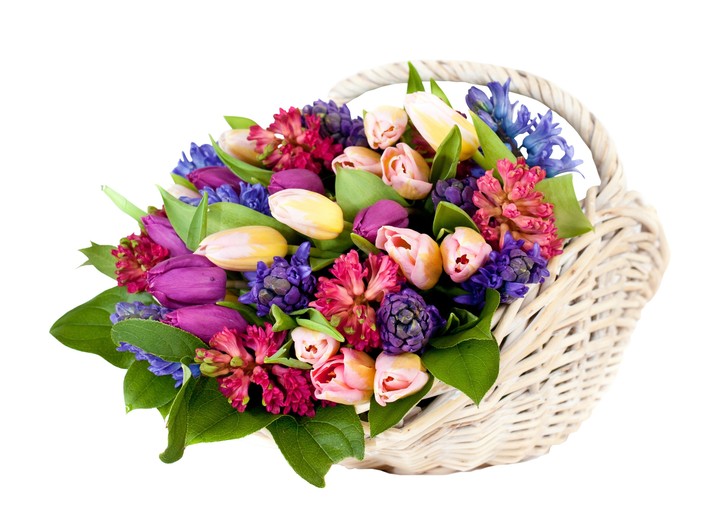 tulipany