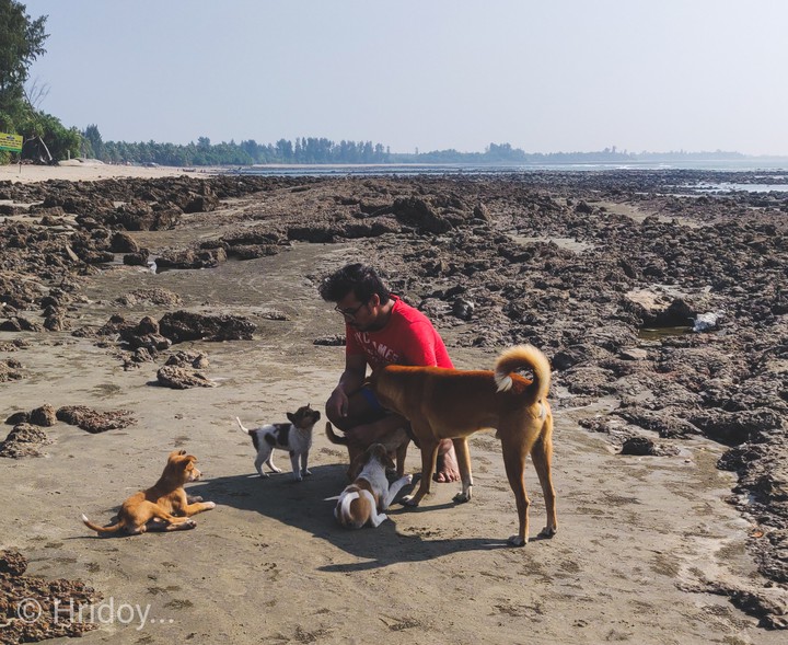 Giving life lesson 101 lecture to my 2019 doggo batch.. ╮(╯d