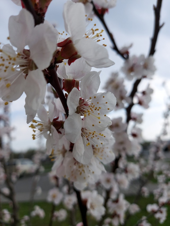 spring
