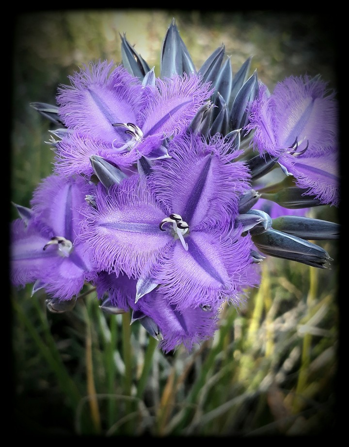 Fringe Lily
