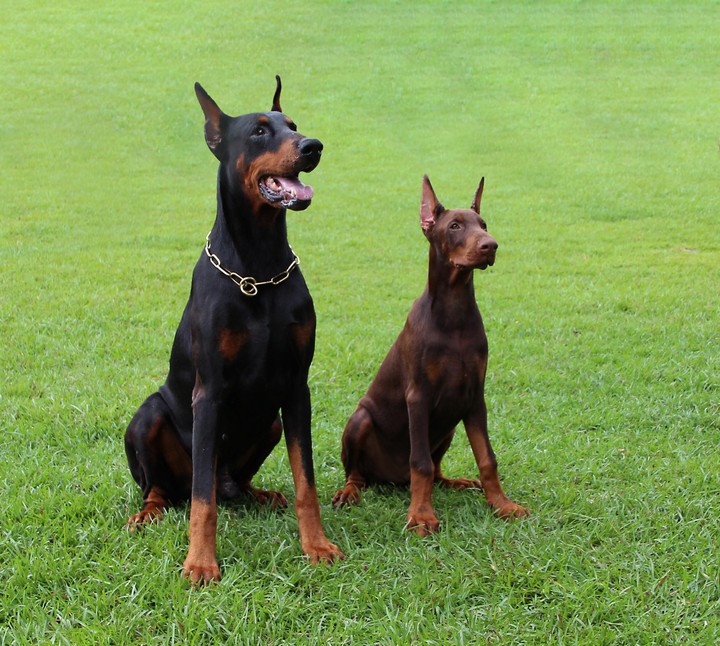 Doberman