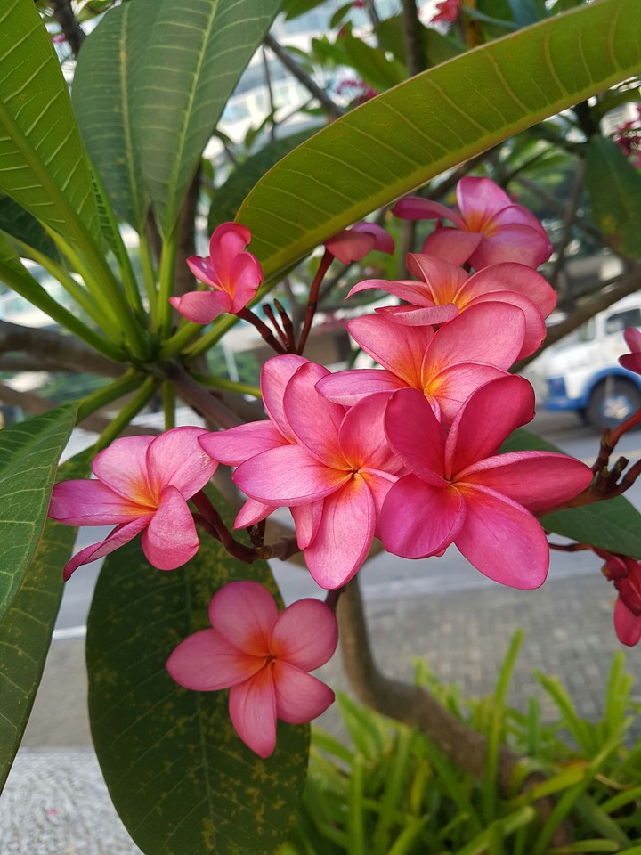 Flores