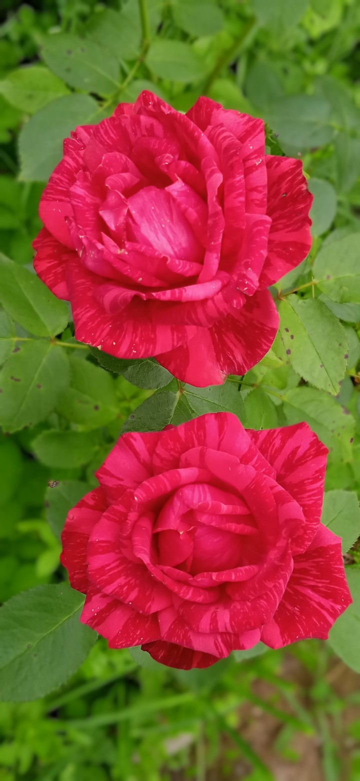 roses