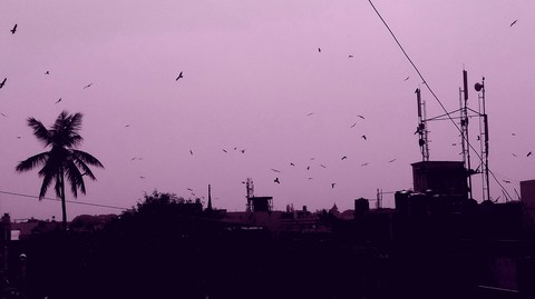 Birds Flying Home