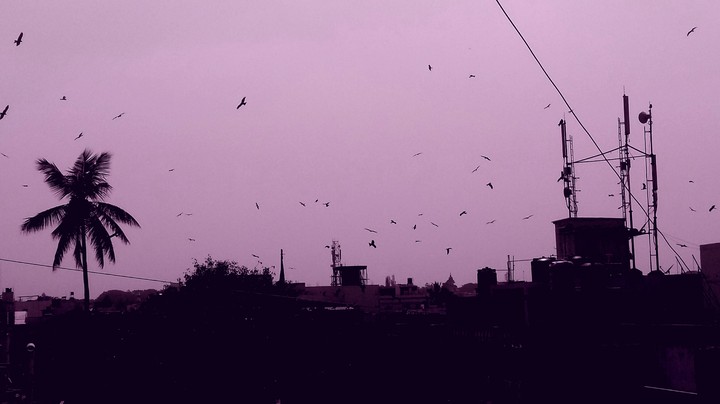Birds Flying Home